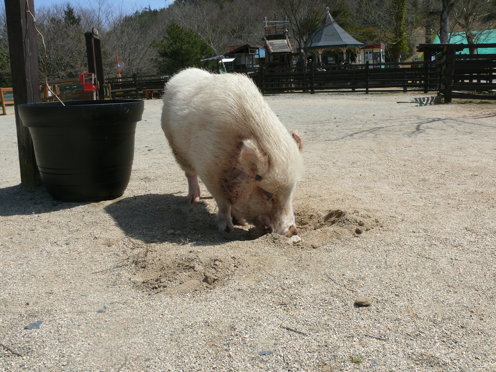 ほじほじ ドイツの森の仲間たち